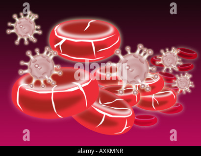 Le cellule del sangue di essere attaccato da virus Foto Stock