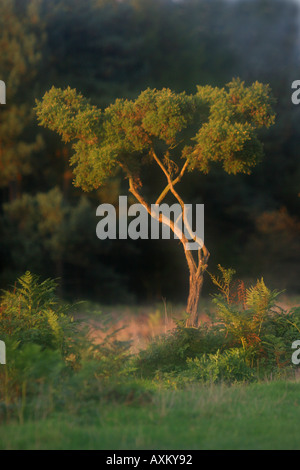 Misty giovane albero Foto Stock