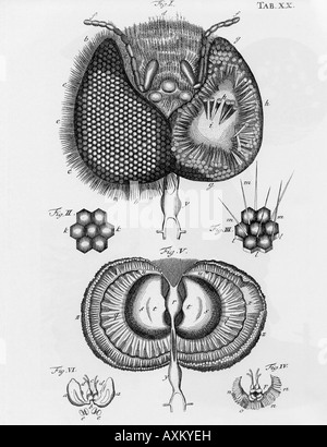 ROBERT HOOKE Illustrazioni dal suo 1665 prenota sua Micrographia - vedere la descrizione riportata di seguito Foto Stock