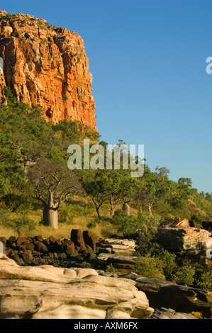 Alberi Boab al punto raft, Kimberley, Australia occidentale Foto Stock