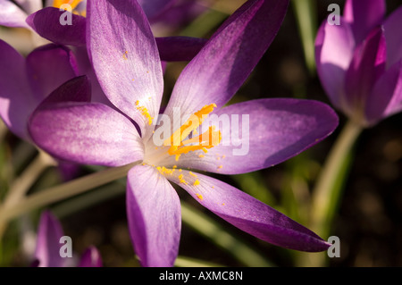 Primo piano di crocus viola crocus fiori fiore in fioritura Primavera Inghilterra Regno Unito GB Gran Bretagna Foto Stock