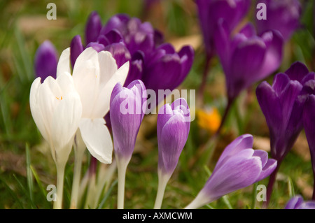 Porpora e bianco croci fiori fiori fiore primo piano in un giardino in primavera Inghilterra Regno Unito Gran Bretagna Foto Stock