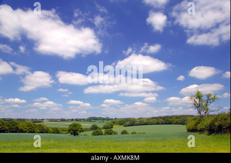 Immagine di panorama di colline di campi di alberi e un luminoso blu cielo nuvoloso Foto Stock
