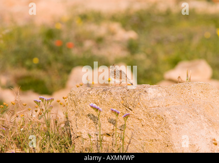 Crested lark Galerida cristata in habitat mediterranei di Cipro Foto Stock