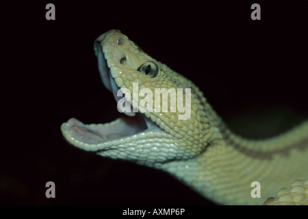 Neotropical rattlesnake (Crotalus durissus) captive, lo Zoo di San Diego, San Diego in California Foto Stock
