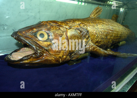 Esemplare di Coelacanthus Latimeria chalumnae modello originariamente catturato nelle Isole Comore nel 1985 visualizzati in Seoul COREA DEL SUD Foto Stock