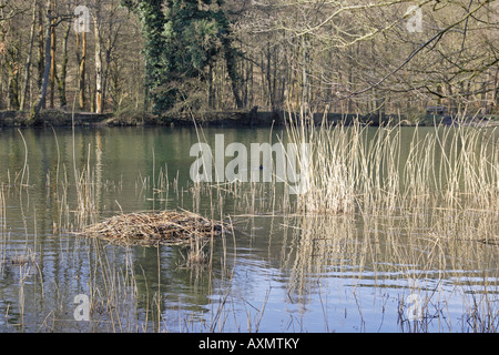 Cigno nido nella Foresta di Dean Foto Stock