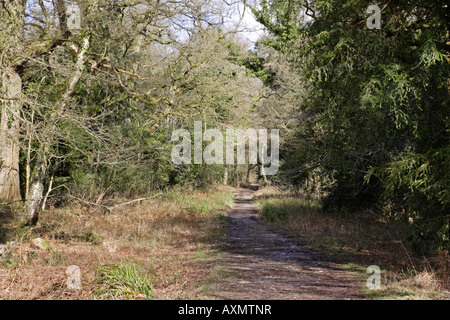 Viste Nagshead RSPB riserva in primavera Foto Stock