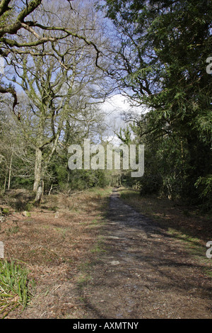 Viste Nagshead RSPB riserva in primavera Foto Stock