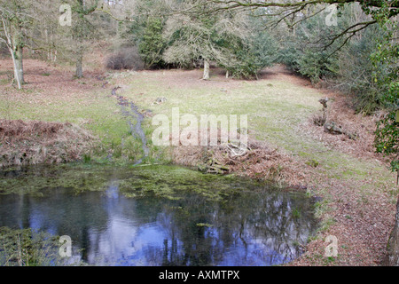 Viste Nagshead RSPB riserva in primavera Foto Stock