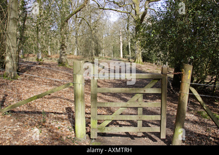 Viste Nagshead RSPB riserva in primavera Foto Stock