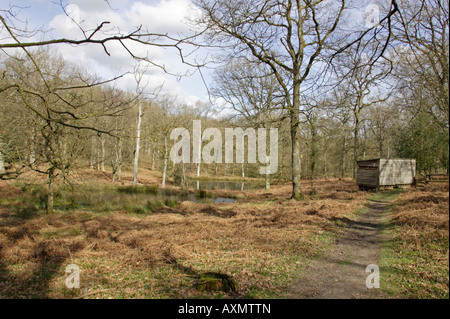 Viste Nagshead RSPB riserva in primavera Foto Stock