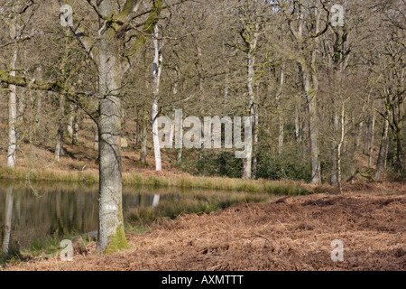 Viste Nagshead RSPB riserva in primavera Foto Stock