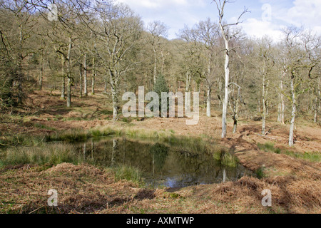 Viste Nagshead RSPB riserva in primavera Foto Stock