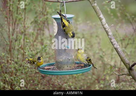 Siskins maschio sul Niger seed Bird Feeder Foto Stock