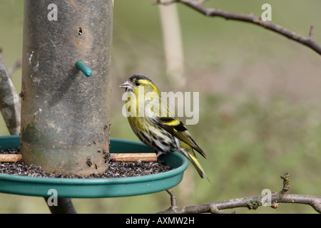 Lucherino maschio sul Niger seed Bird Feeder Foto Stock