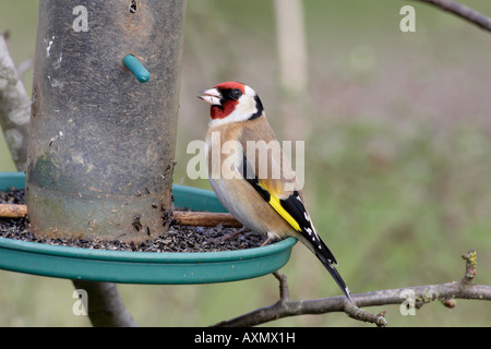 Cardellino europeo sul Niger seed Bird Feeder Foto Stock