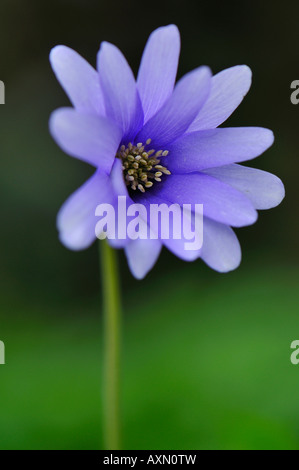 Wild Fiore blu Foto Stock