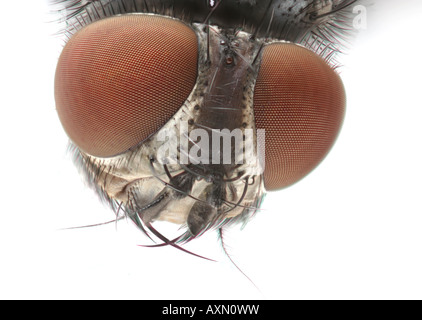 Composto rosso occhi di un tachinid fly Foto Stock