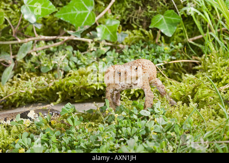 Biscia Natrix natrix rospo approcci che si gonfia come un meccanismo di difesa Foto Stock