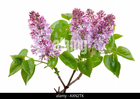 Molla di fresco fiore lilla con dewdrop isolato su bianco Foto Stock
