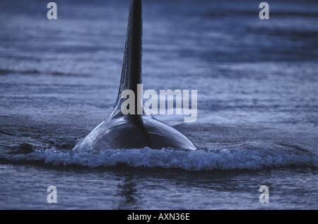 La pinna dorsale di un'orca o balena assassina che scivola sulla superficie delle acque tranquille di Frederick Sound nel sud-est dell'Alaska, Stati Uniti Foto Stock