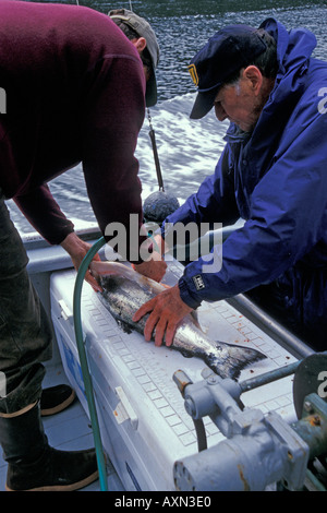 Due maschi adulti per i pescatori baby boomer era su un Alaskan fishing charter imbarcazione sono eviscerazione e pulizia di una linea catturati coho salmone. Foto Stock