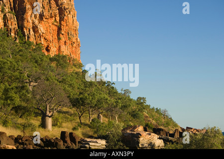 Alberi Boab al punto raft, Kimberley, Australia occidentale Foto Stock