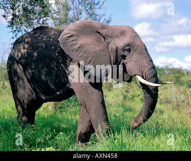 Un elefante africano (Loxodonta africana) nel Sud Africa Parco Nazionale Kruger. Foto Stock