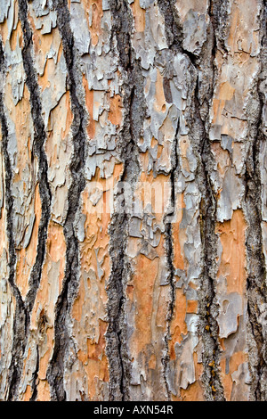 Testurizzato closeup corteccia di pino sul tronco di albero Foto Stock