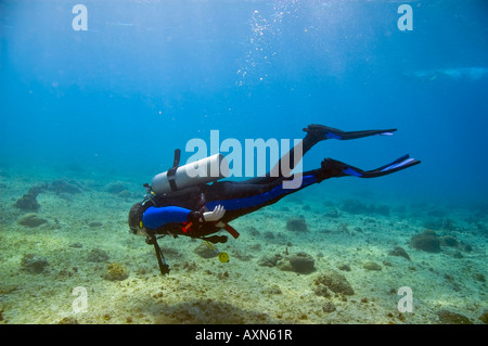 Maschio solitario subacqueo in blu e nero muta nell'oceano dei Caraibi vicino a Roatan Honduras Foto Stock