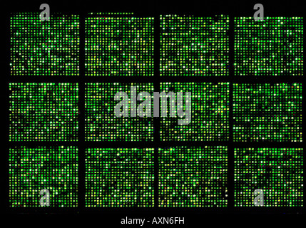 Micro array di DNA chip, genoma umano struttura Foto Stock