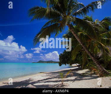 Palme di cocco a Matira Beach in Bora Bora Polinesia Francese Foto Stock