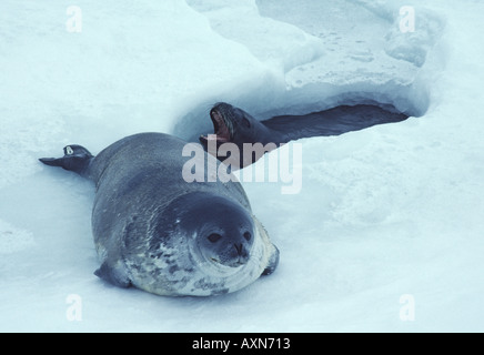 Guarnizione di Weddell pup e madre al foro per la respirazione vicino a base di Scott Ross Island Antartide Foto Stock