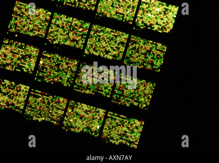 Micro array di DNA chip, genoma umano struttura Foto Stock