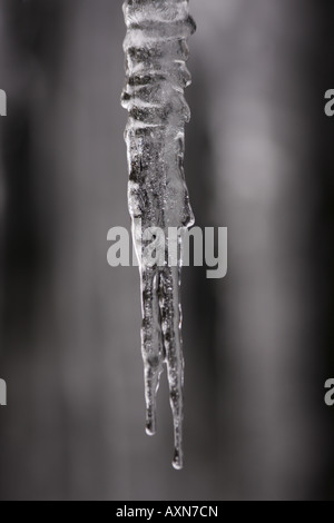Inverno ghiaccioli in bianco e nero in inverno Foto Stock