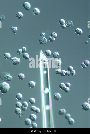 La microiniezione di clonazione siringa e embrionale umano cellule staminali cellule ES Foto Stock