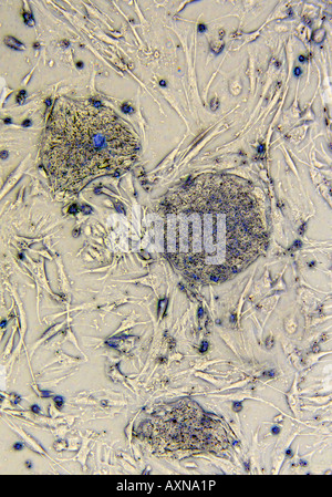 Embrionale umano di cellule staminali come visto attraverso il microscopio di luce Foto Stock