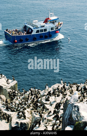 Gli amanti del birdwatching e turisti vista guillemots nesting su Bird Sanctuary scogliere di farne interna Isola, Northumberland, Inghilterra. Foto Stock