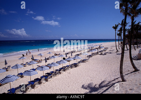 Sedie a sdraio e palme sulla sabbia rosa beach , Elbow Beach , Bermuda Foto Stock