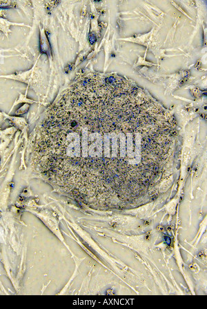 Embrionale umano di cellule staminali come visto attraverso il microscopio di luce Foto Stock