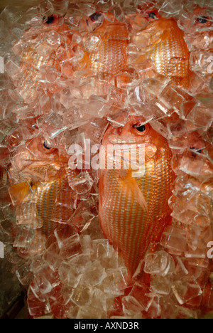 Pesce fresco sul ghiaccio per vendita in Chinatown, Honolulu, di O'ahu, Hawaii Foto Stock