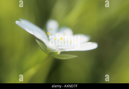 Chiusura del fiore di maggiore stitchwort o Stellaria holostea Foto Stock