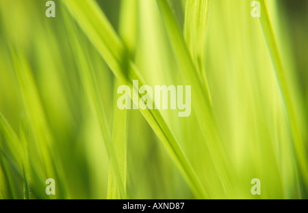 Impressionistica close up di giovani retroilluminato verde erba del campo Foto Stock