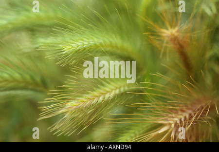 Close up dei capi della parete di orzo o Hordean murinum in estate Foto Stock