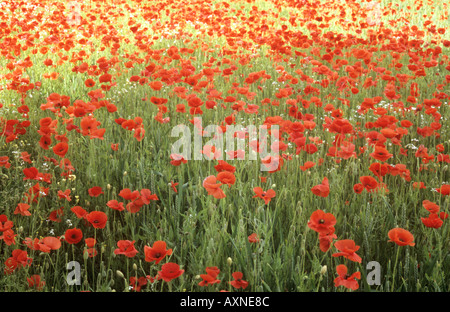 Papaveri comune o Papaver rhoeas che cresce in un campo di orzo Foto Stock