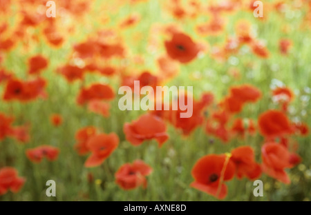 Papaveri comune o Papaver rhoeas che cresce in un campo Foto Stock