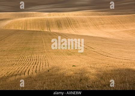 Campi di luce: foto orizzontale di un raccolto di recente ondulato campo di grano nel Regno Unito Foto Stock