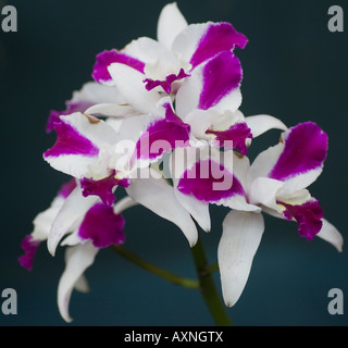 Orchid LC Laeliocattleya viola cascata fragranza 'bellezza' Foto Stock