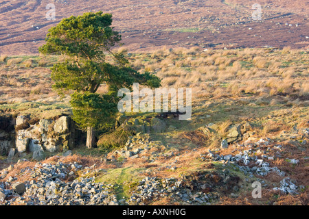 Albero, rocce e brughiere, Northumberland REGNO UNITO Foto Stock